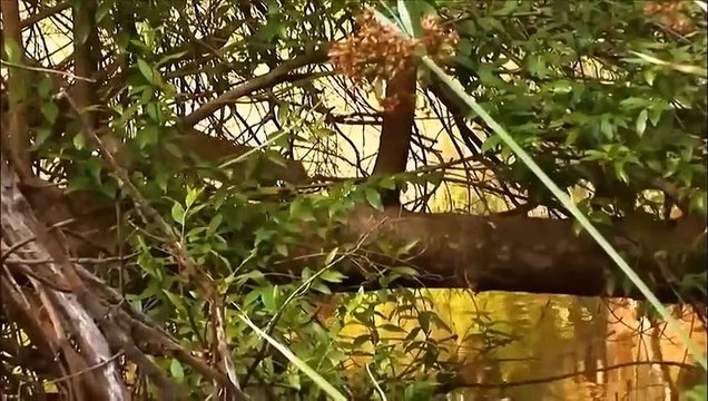 Snake Epic Battles! Cobra Spits Venom To Kill Mongoose While Being Dissected - Snake Vs Monkey...