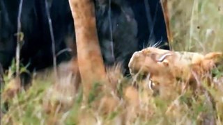 Strange! Lioness Becomes Surrogate Mother To Protect Lost Baby Wildebeest From Deadly Hunt Of Hyenas