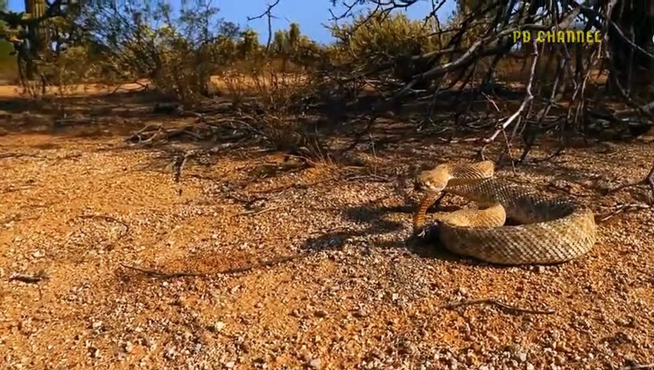 Terrible! Angry Eagle Cut Off The Head Of Fierce Rattlesnake With Sharp Beak Like A Knife