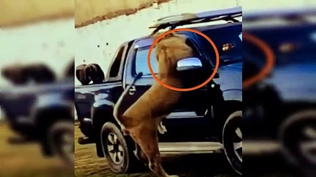 The Lion King Riots! Angry Lion Attacks Tourists And What Will Happen Lion Vs Rhino