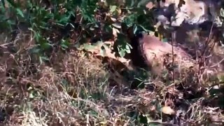 Terrible! Curious Lion Was Strangled To Death By Python While Prowling To Watch Python Hunt Impala