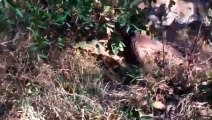 Terrible! Curious Lion Was Strangled To Death By Python While Prowling To Watch Python Hunt Impala