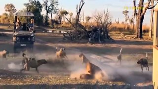 This Is Crazy! Bloodthirsty Wild Dogs Turn The Failed Lion Into A Meal In This Cruel Way