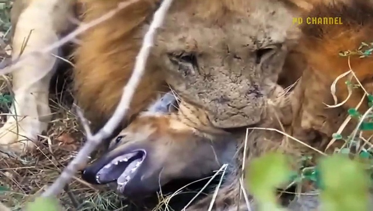 Too Painful! Lion Was Tragically Torn To Pieces When He Got Lost In The Territory Of Vicious Hyenas