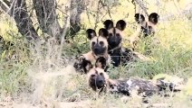 Too Pitiful! Male Lion Tries To Protect His Cubs From The Brutal attack Of Wild Dogs But Fails