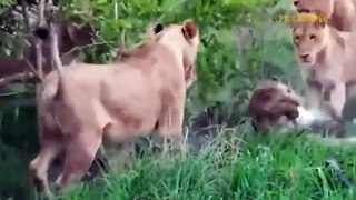 Unbelievable! Shameless Lion Used This Method To Humiliate Leopard And Her Cub - Terrifying Revenge