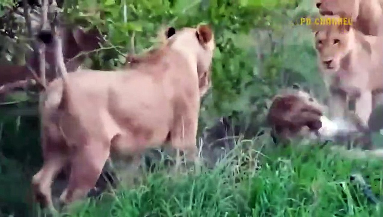 Unbelievable! Shameless Lion Used This Method To Humiliate Leopard And Her Cub - Terrifying Revenge