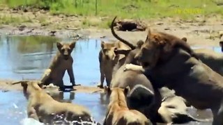 Trapped Lion! Brave Lion Fights To Last Breath To Protect Prey From Ferocious Crocodile But Fail