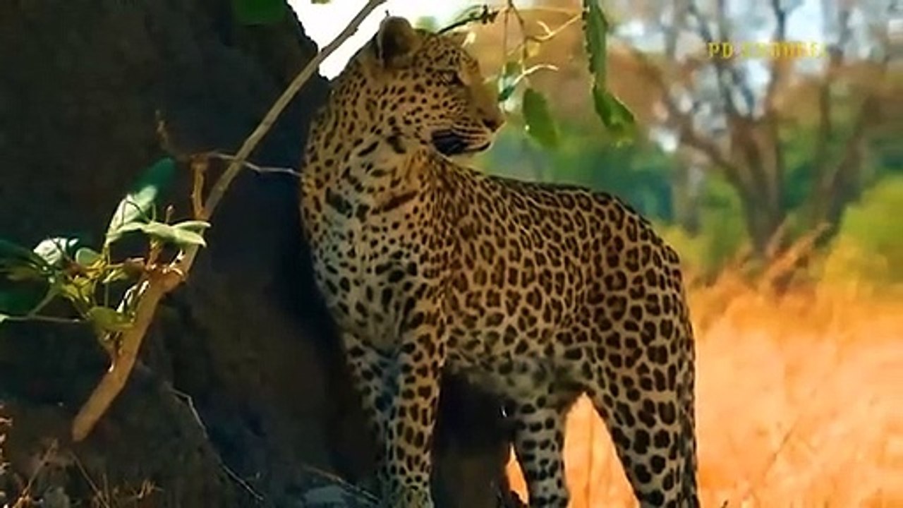 Unbelievable! Brave Warthog Parents Is Determined To Chase And Attack Lion To Get Their Baby Back