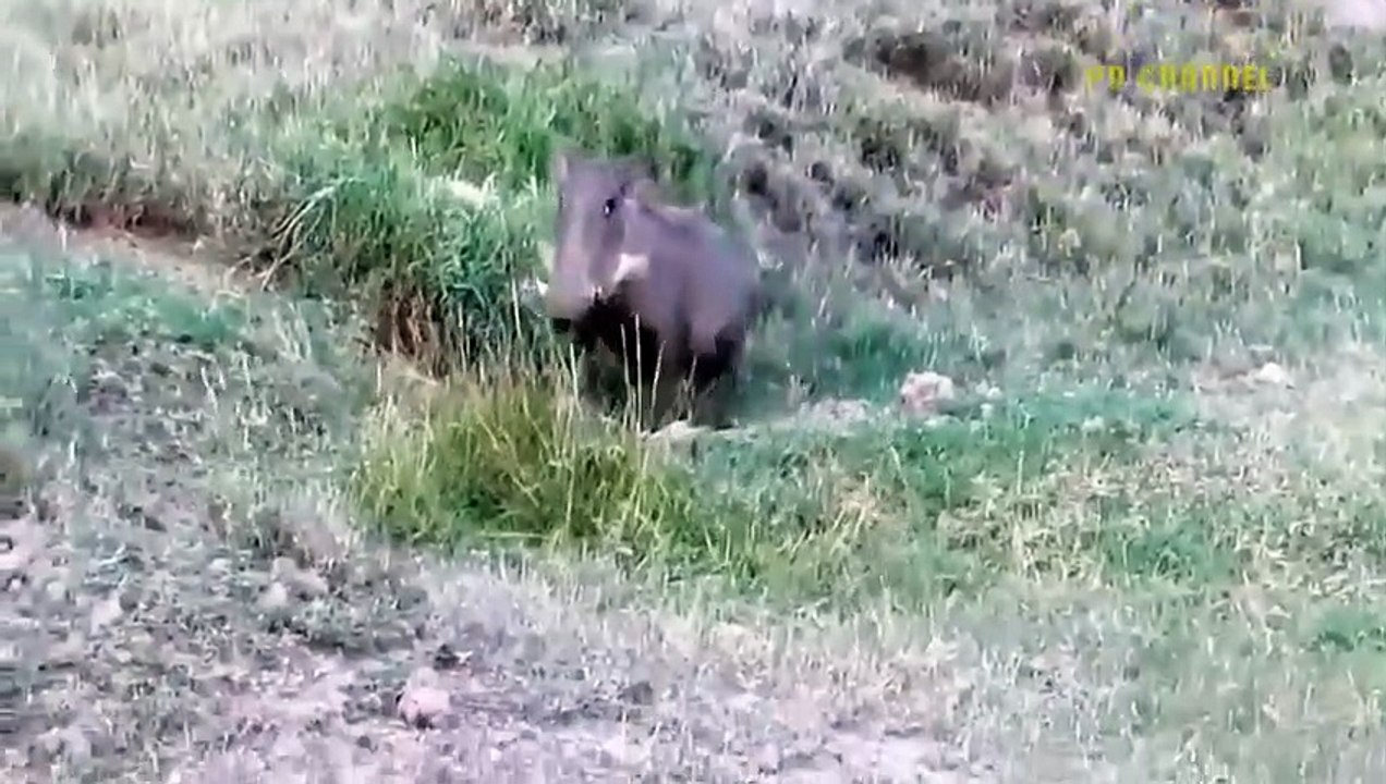 Warthog Dominates The Forest When He Bravely Kills Lions To Protect His Cubs - Leopard Vs Baboon