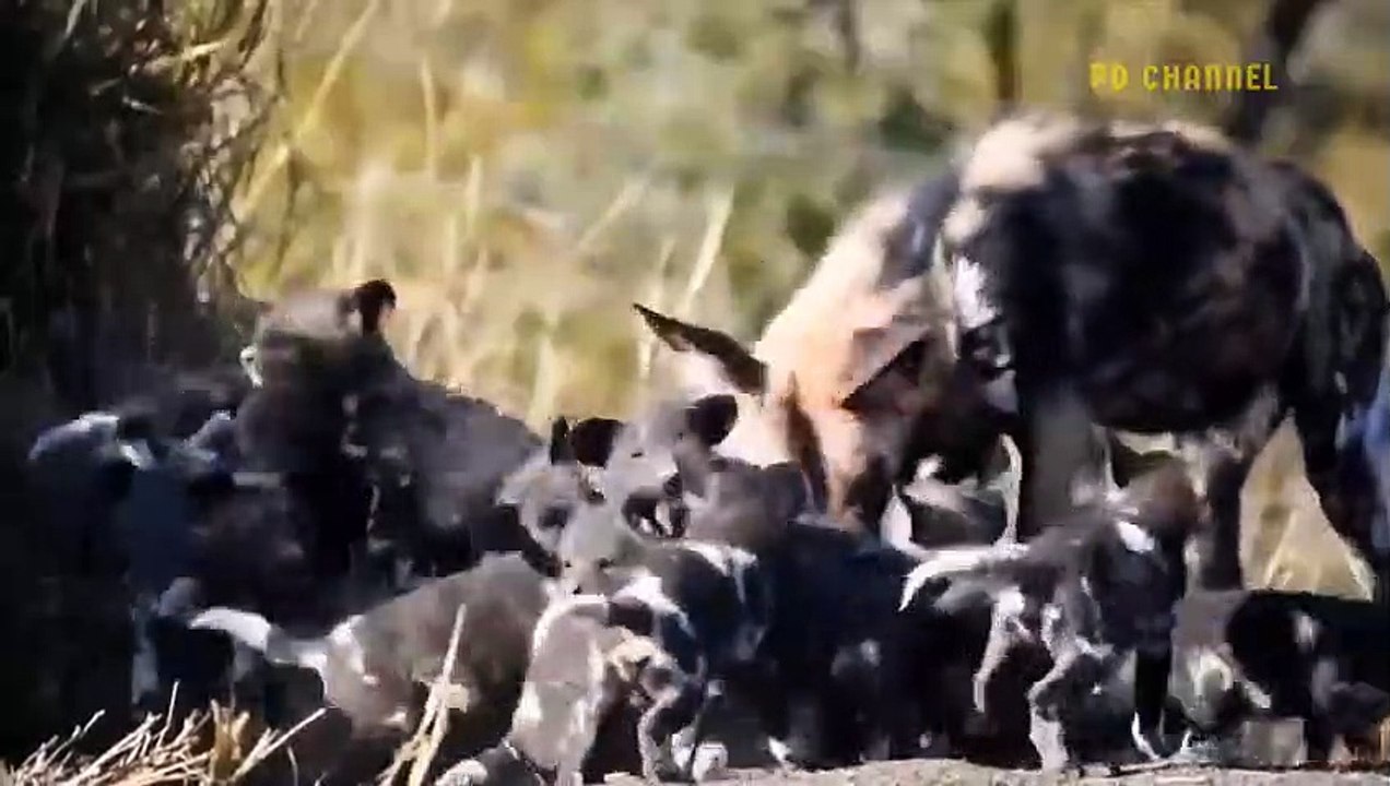 What Happened Aggressive Lion Were Tortured To Exhaustion By Angry Giraffe While Trying To Hunt