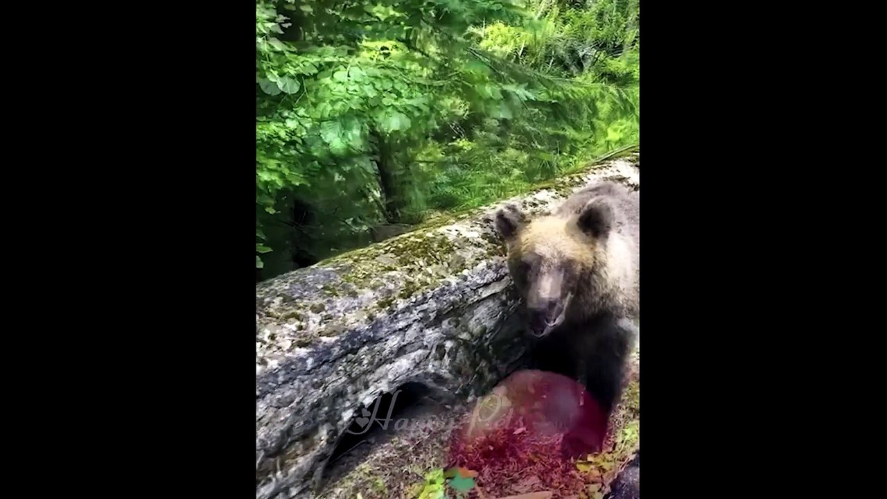 dog funny video 02