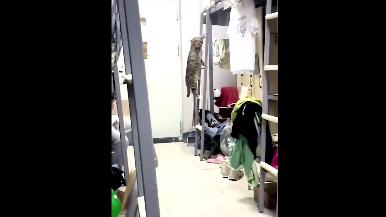 dog and cat funny video 03