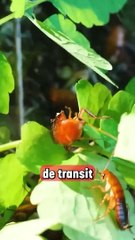 La fourmi de feu s'installe en Europe, pourquoi est ce une mauvaise nouvelle ?