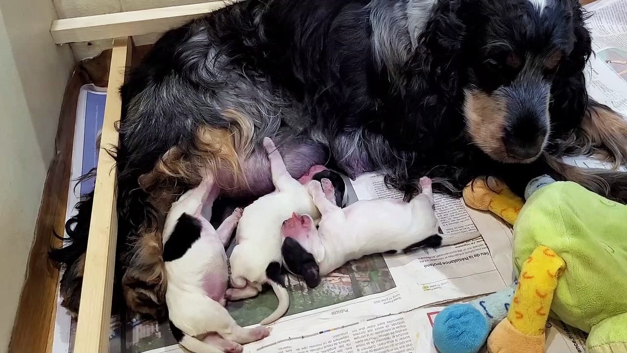 20230731 Sterenn et ses bébés