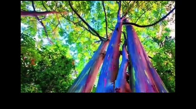 Other clipe Different animals