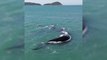 Baleias flagradas em imagens impressionantes