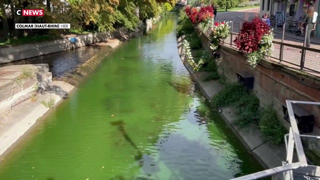 Colmar : des poissons retrouvés morts après une action d'Extinction Rebellion