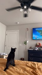 Black Cat Mimics Spinning Ceiling Fan