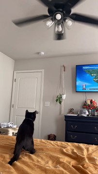 Black Cat Mimics Spinning Ceiling Fan