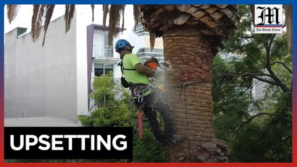 Mexico City neighborhood removes 'sick' palm trees