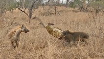 Hyena Saves Warthog from Leopard