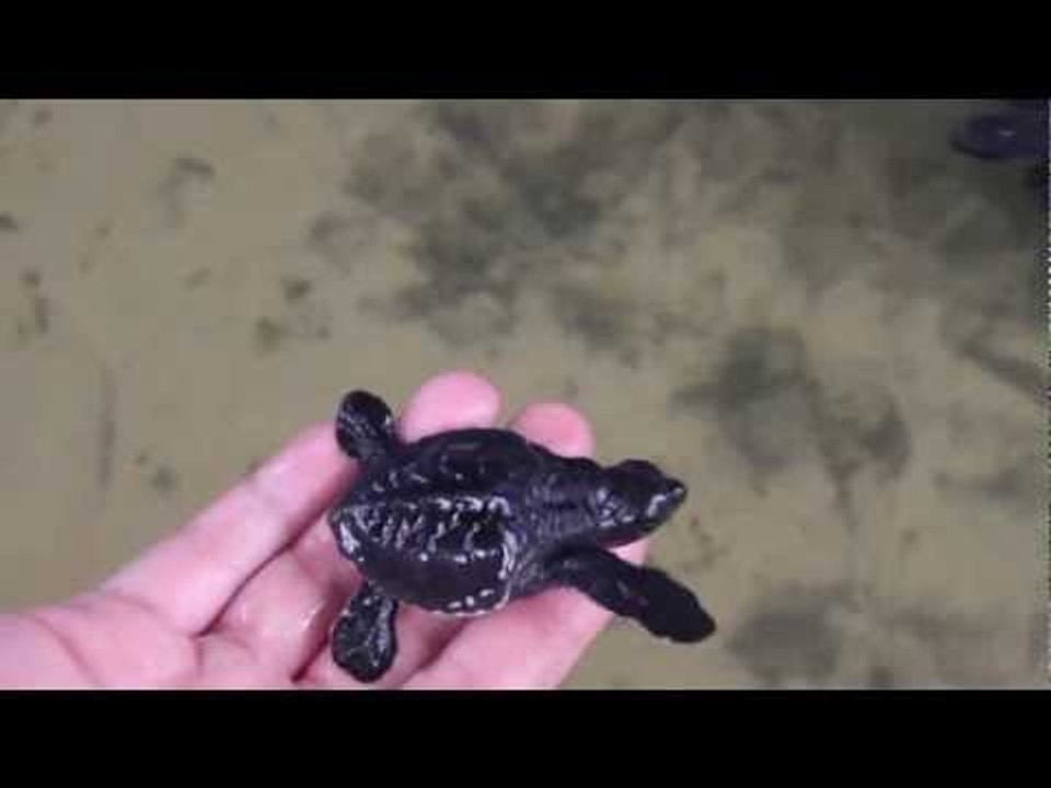 Baby Turtles in Sri Lanka