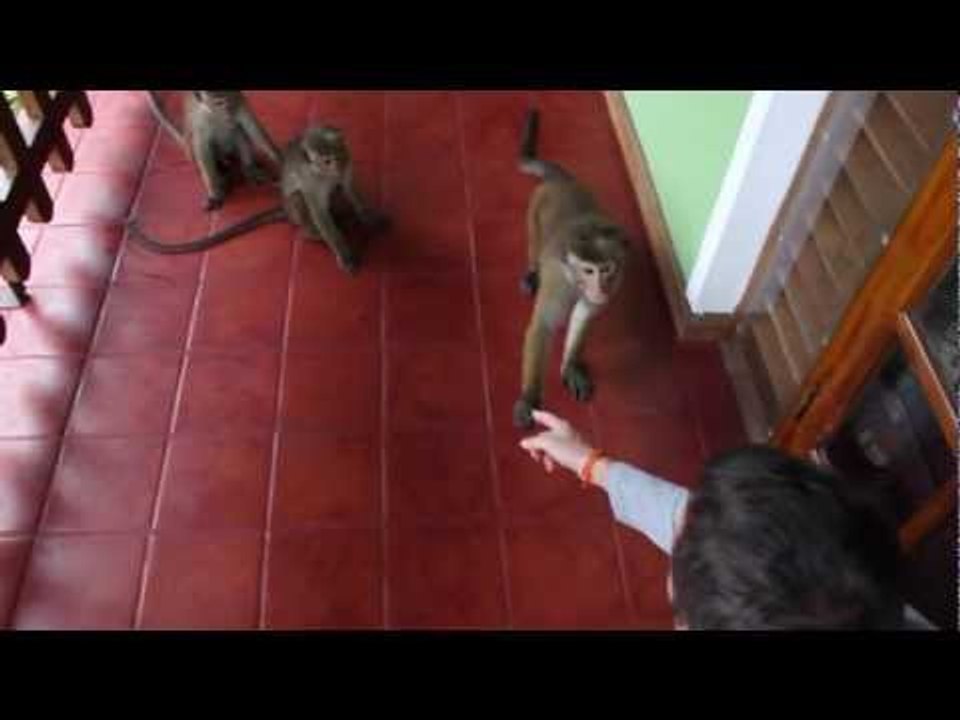 Cute Monkeys in Kandy, Sri Lanka