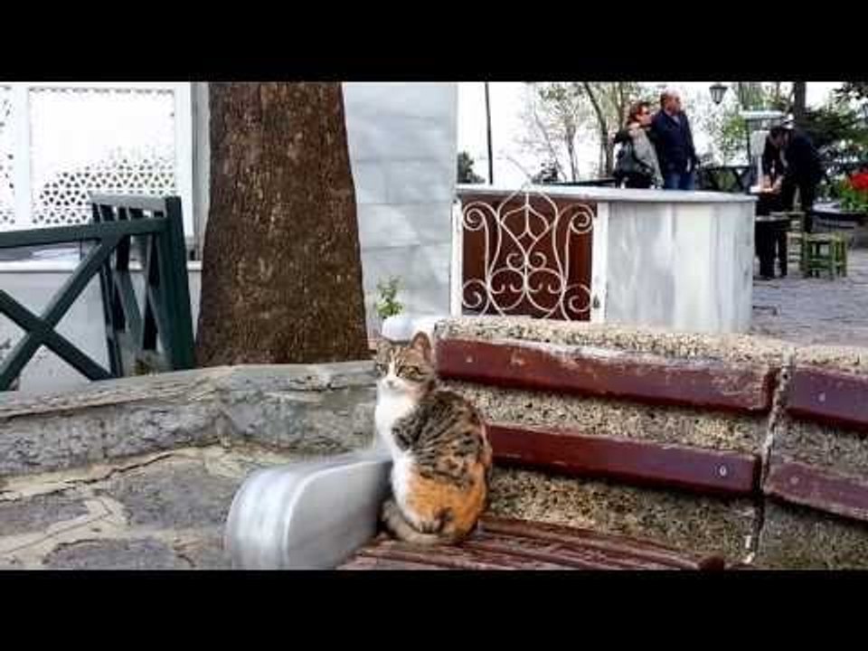 Sultan Cat
