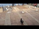 The Cat And The Seagulls - Istanbul