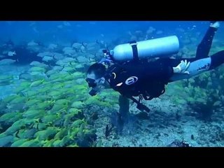 Diving In Puerto Morelos -  The Fish Market
