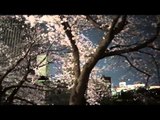 Cherry Blossoms In Tokyo At Night 2014