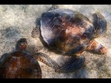 Swimming with Sea Turtles at Akumal