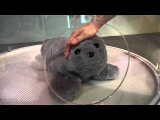 Cute Seal Robot At The Miraikan Future Science Museum