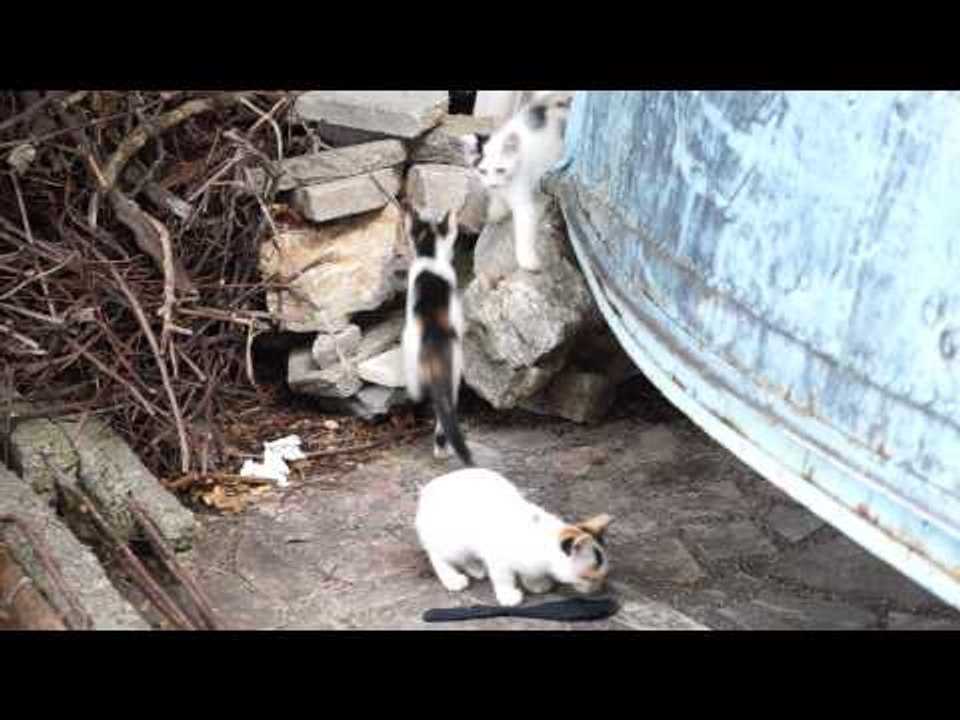 Ohrid Kittens