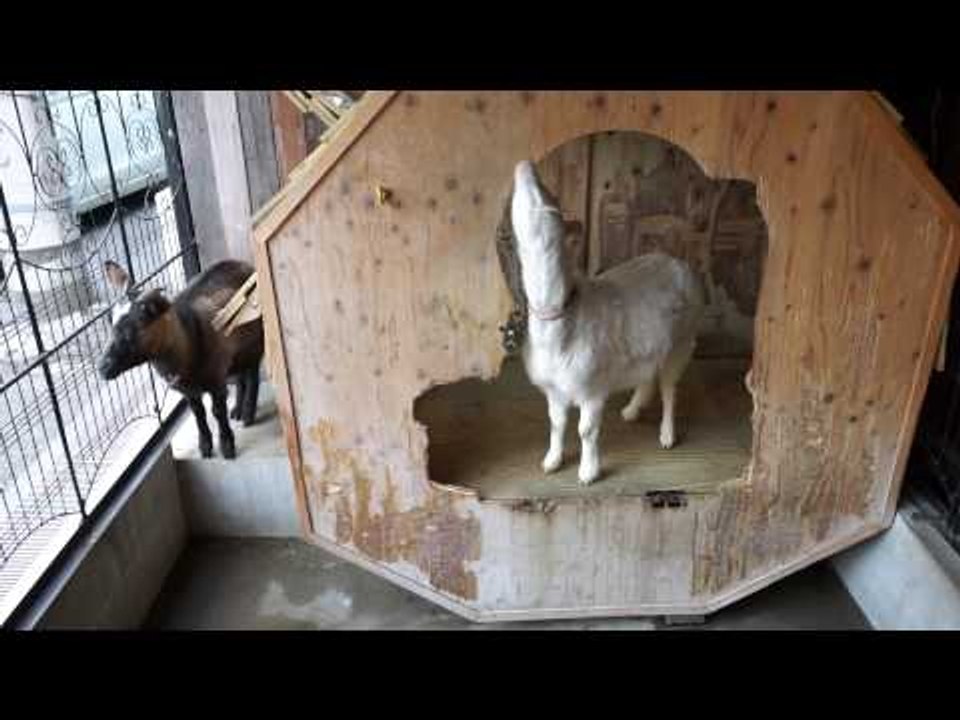 Goat Cafe In Tokyo