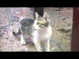 Cute Kittens At Skopje's Old Bazaar