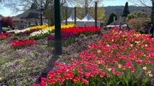 Tulip Time Bowral 2023