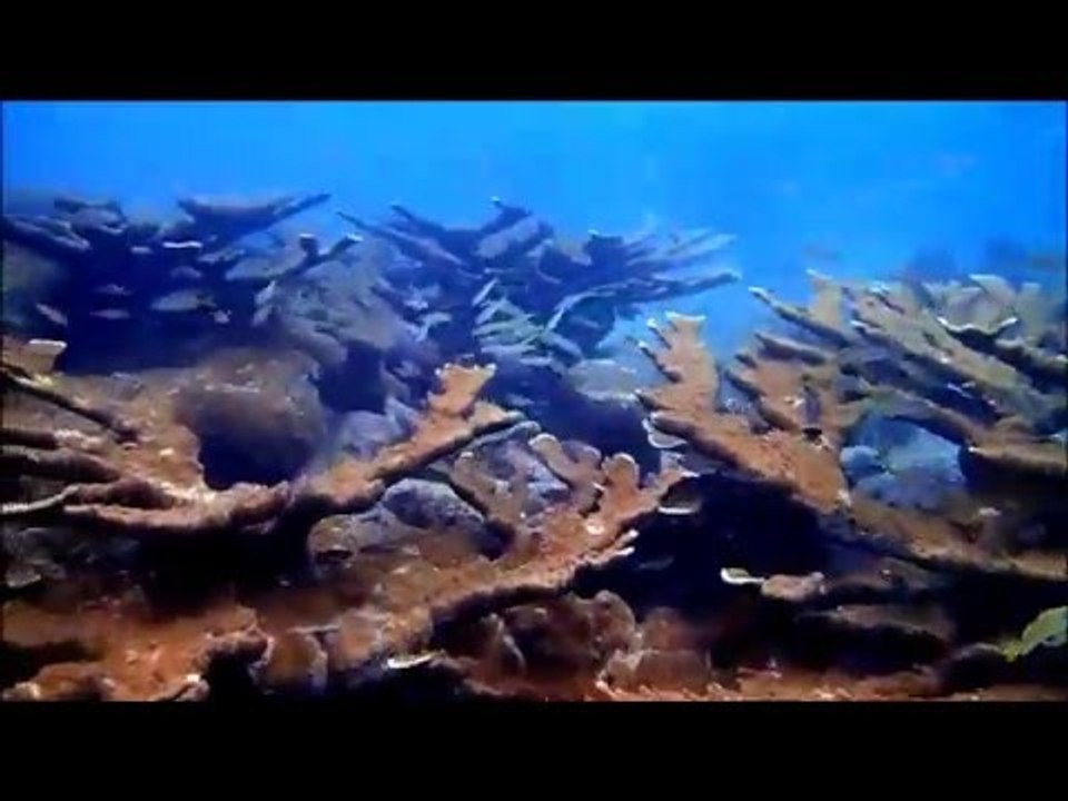 Snorkeling Playa Largu