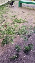 Perrito callejero juega con piedra pensando que es una pelota: "Son unos ángeles"