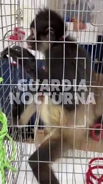 #Preliminar Un mono araña fue localizado al interior de un domicilio ubicado en la colonia Lomas del Paraíso, agredió a los moradores #GuardiaNocturna