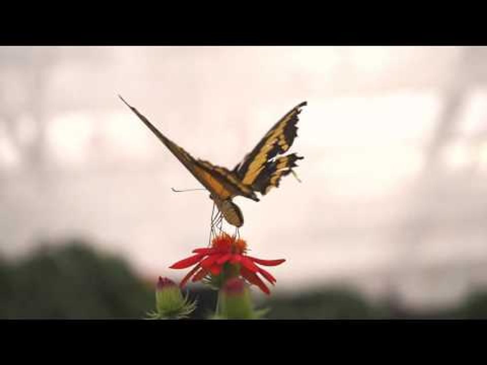 Butterfly Expo Montreal video Dailymotion