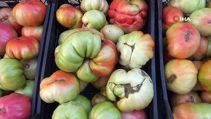 Tanesi 1.5 kilo! Dev köy domatesi görenleri şaşkına çeviriyor