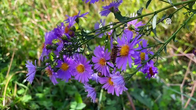 Pembe kıyafetli kadınlar 2 bin 800 rakımlı yaylada bal hasadına başladı