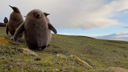 Fluffy King Penguin Chicks Investigate Camera | Wild-ish TV