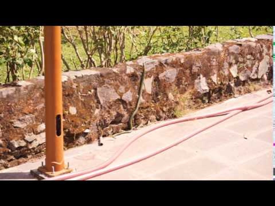 Our First Vietnam Snake Encounter