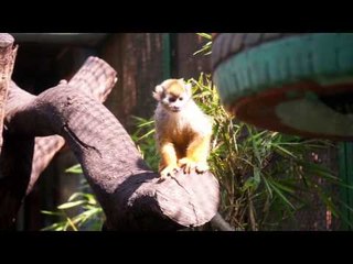 Saigon Zoo And White Tiger Attack! And A Cute Monkey