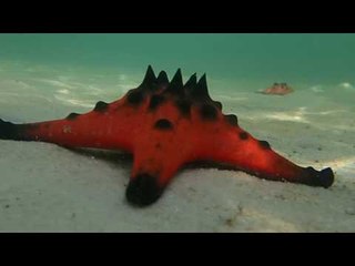 Star Fish Beach Phu Quoc Island - Pssst Secret!