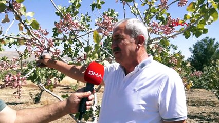 Batman'da Fıstık Hırsızlığına Karşı Güvenlik Önlemleri Artırıldı