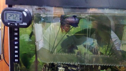 cortejo y baile betta - Fail